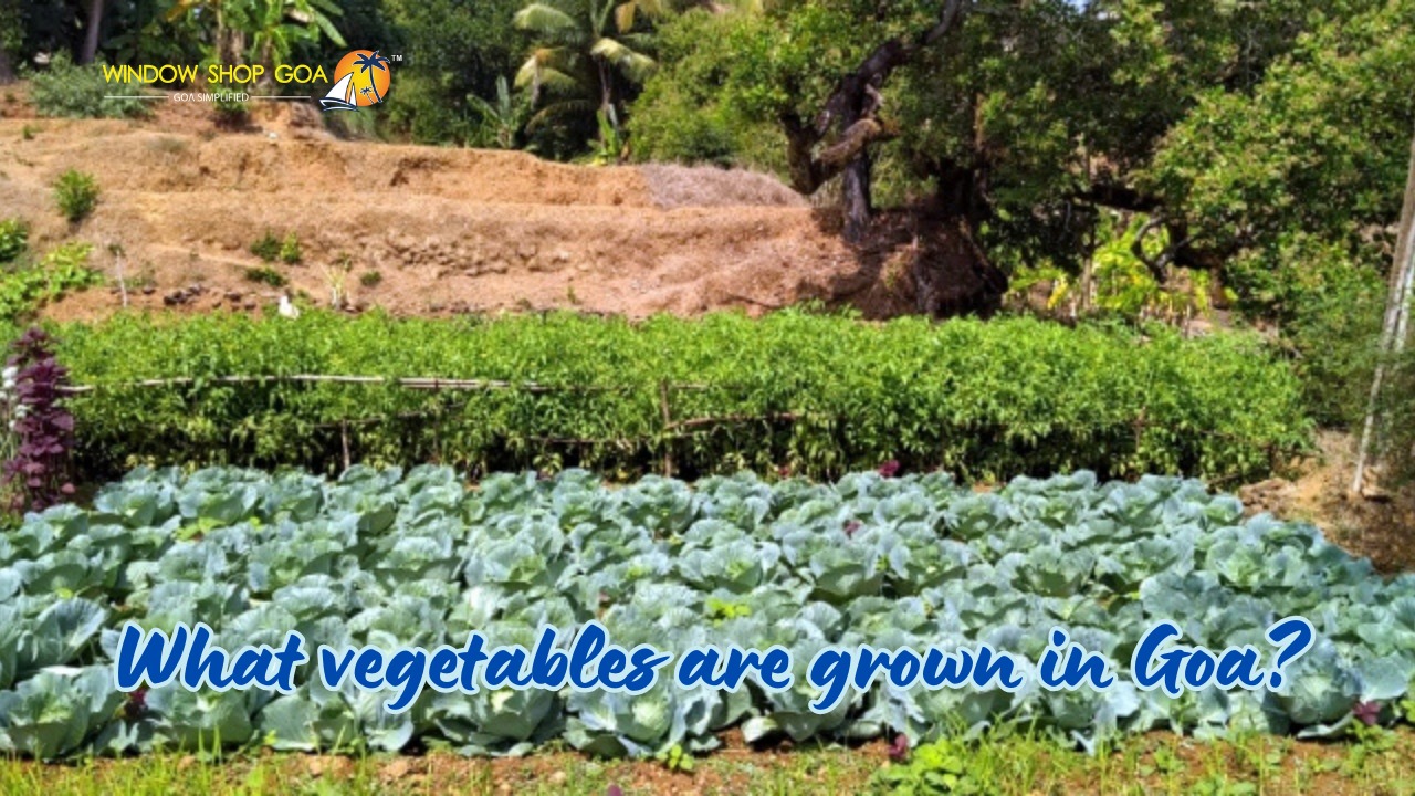 What vegetables are grown in Goa?
